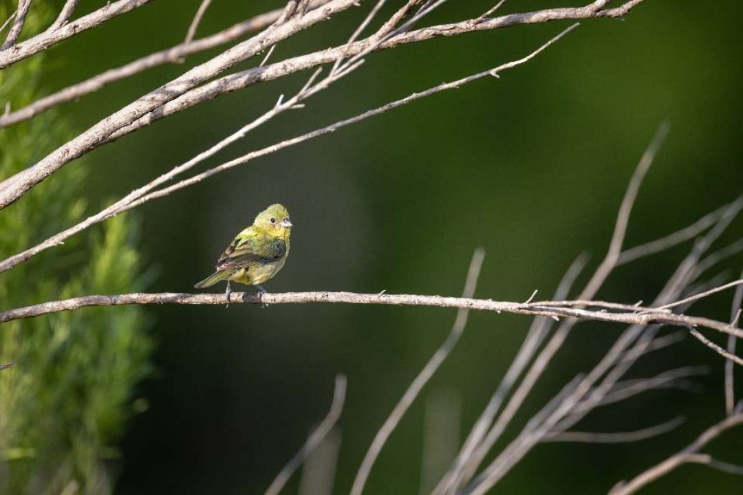 bird-branches.jpeg